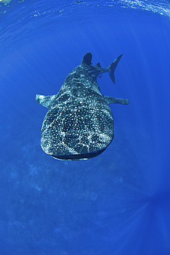 Enormous whale shark (Rhincodon typus) in clear blue water with sunrays, Christmas Island, Australia.