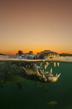 Portrait of an American saltwater crocodile on the surface of a mangrove at sunset with mouth wide open, Jardines De La Reina, Cuba.