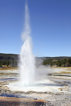 September 12, 2009 - Sawmill Geyser, Upper Geyser Basin geothermal area, Yellowstone Caldera, Yellowstone National Park, Wyoming.