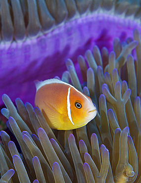 Pink anemonefish, Yap, Micronesia.
