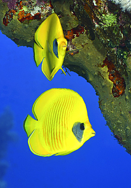 Masked butterflyfish, Red Sea, Egypt.