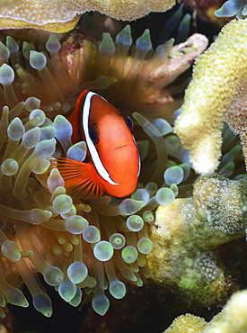 Tomato clownfish, Yap, Micronesia.