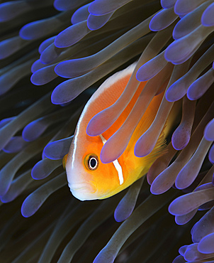Pink anemonefish (Amphiprion perideraion), Yap, Micronesia.