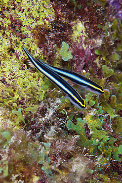A pair of Sharknose Gobies, Bonaire, Caribbean Netherlands.