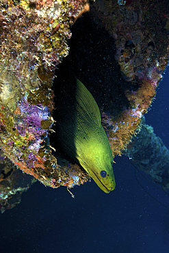 A large Green Moray eel within the Hilma Hooker shipwreck, Bonaire, Caribbean Netherlands.