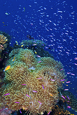 Swarms of small baitfish swim above a large sea anenome, Fiji.