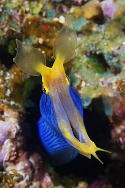 A beautiful Ribbon Eel displays its open mouth to the photographer,Fiji.