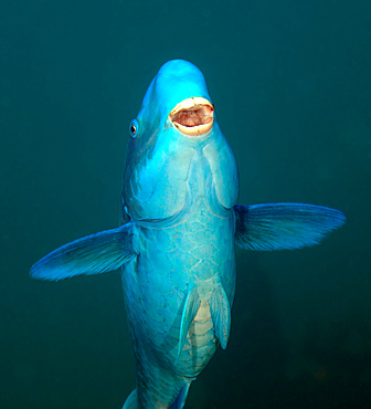 A Blue Parrotfish (Scarus coeruleus) swimming up after munching on the coral reef below in the Atlantic Ocean off the coast of Key Largo, Florida.