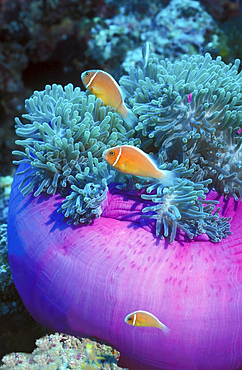 Pink Anemonefish (Amphiprion perideraion) appear to be on lookout to protect their purple anemone home in the clear and warm ocean waters of Papua New Guinea.