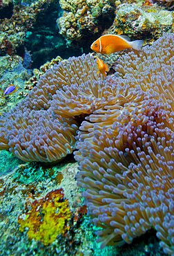 Pink anemonefish (Amphiprion perideraion) guard their anemone on a coral reef in the South Pacific ocean near Tavarua Island off the coast of Veti Levu, Fiji.
