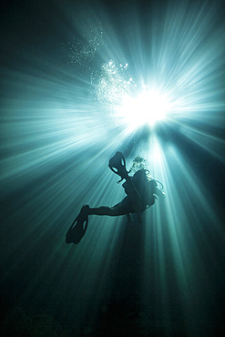 A scuba diver ascends into the light emanating above through the sink hole into the clear freshwaters of Devil's Den cave near Williston, Florida.