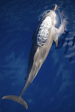 A spinner dolphin, Stenella longirostris, gracefully glides through the clear, blue waters of the Pantar Strait near Alor in Indonesia.