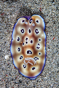 A colorful nudibranch, Hypselodoris tryoni, crawls across a sandy sea floor in Komodo National Park, Indonesia. This tropical area in the Lesser Sunda Islands is known for both its amazing marine biodiversity as well its infamous dragons.