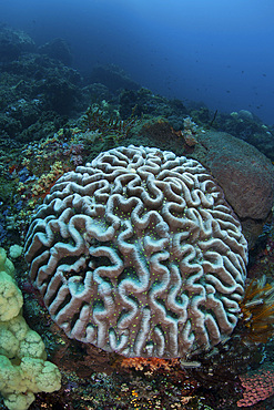 Healthy corals and other invertebrates thrive on a reef in Sulawesi, Indonesia.