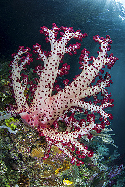 A brightly colored soft coral adorns a beautiful coral reef in Raja Ampat, Indonesia.