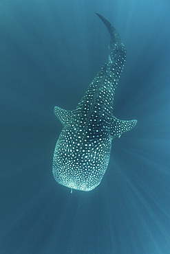 A huge whale shark, Rhincodon typus, swims in sunlit Indonesian waters. This massive yet harmless shark feeds on planktonic organisms and can sometimes be found swimming near fishing platforms due to the scent of fish.