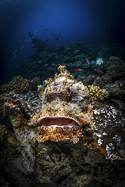 A scorpionfish sits on a reef with a big frown, Red Sea, Egypt.