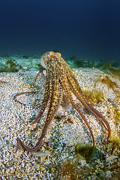 Pacific octopus off the coast of California.