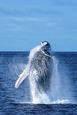 A humpback whale breaches completely out of the water.