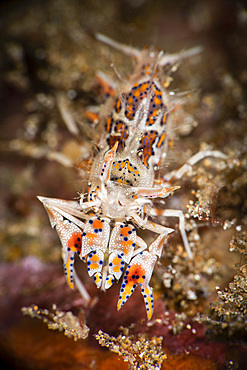 A colorful tiger shrimp ventures from its home under rubble for only a few seconds, Anilao, Philippines.