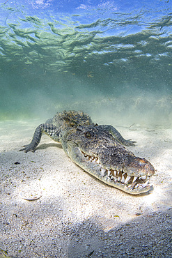 Crocodile under water, Caribbean Sea, Mexico.