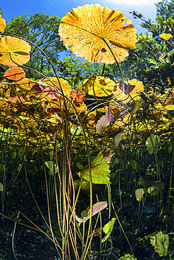 A garden of water lilies in a Mexican Cenote, Caribbean Sea, Mexico.