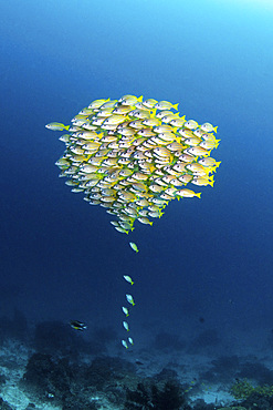 A school of fish with a few stragglers catching up to the school, Raja Ampat, Indonesia.