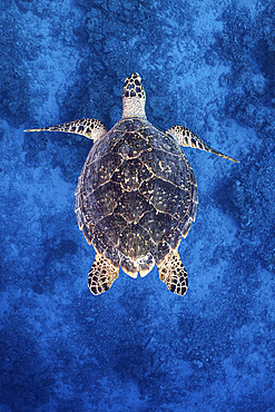 A hawksbill sea turtle glides over the ocean floor, Maldives.