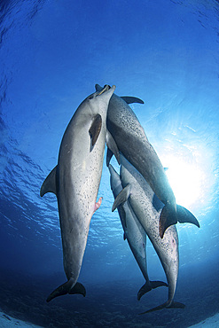 Three male Indo-Pacific bottlenose dolphins (Tursiops aduncus), and one female dolphin breeding, Red Sea.