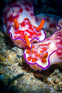 Ceratosoma nudibranch, Anilao, Philippines.