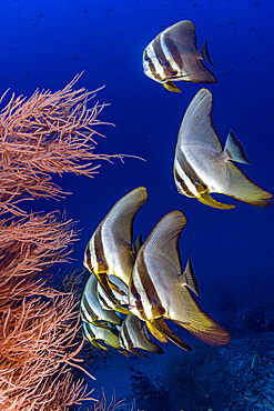 Several intermediate and one adult longfin spadefish (Platax teira) swimming in the Maldives.