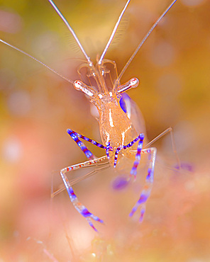 Pederson cleaner shrimp (Ancylomenes pedersoni) with soft bokeh background, Bonaire.