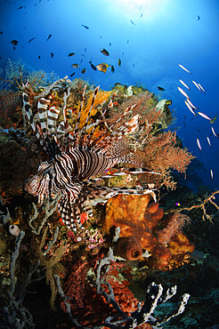 Lionfish, Indonesia.