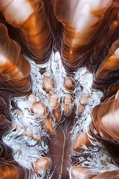 Extreme close-up showing the detail of Mushroom coral, Indonesia