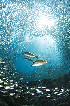 Trio of snappers hunting for bait fish, Los Islotes, La Paz, Mexico.