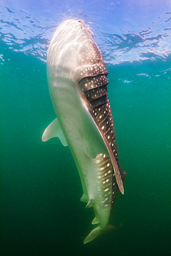 Whale Shark, La Paz, Mexico.