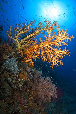 Yellow sea fan in Raja Ampat, Indonesia.