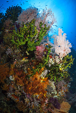 Sea fan on soft coral in Raja Ampat, Indonesia.