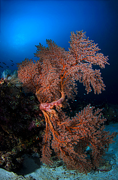 Sea fan on the colorful reefs of Komodo, Indonesia.