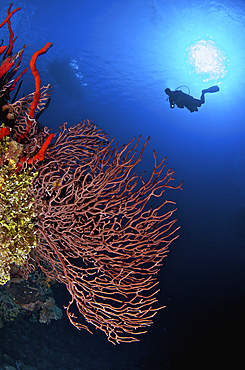 A diver approaches a beautiful gorgonian sea fan, Cayman Islands.