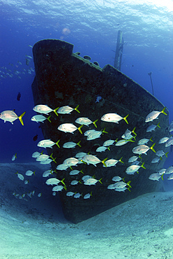 School of horse-eye jack fish swmming by the Ray of Hope shipwreck, Nassau, The Bahamas.