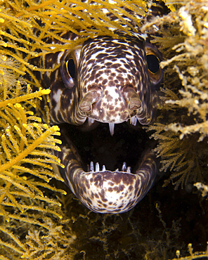 Close-up view of an angry spotted moray eel, West Palm Beach, Florida.