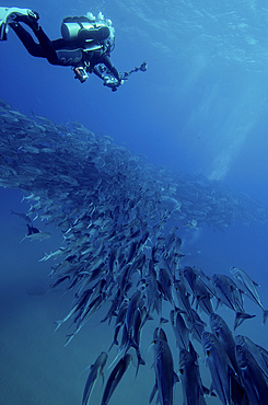 Scuba diver swimming over a massive school of jack fish in Cabo Pulmo, Mexico