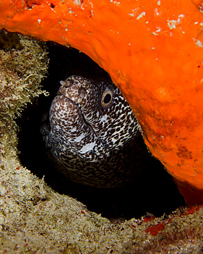 Moray eel peeking its head through a reef in Curacao.