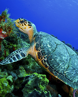 A feeding hawksbill sea turtle in Cozumel, Mexico.