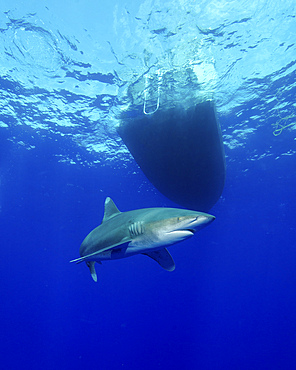 Oceanic whitetip shark circling a boat off Cat Island, Bahamas.