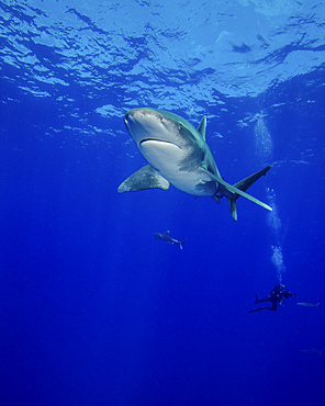 Diving with oceanic whitetip sharks, Cat Island, Bahamas.