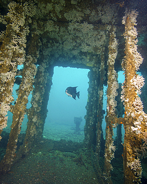 An Atlantic Spadefish swims amongst the sunken wreck of USS Indra off the coast of North Carolina.