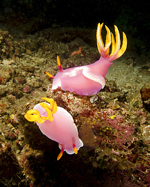 A pair of pink nudibranchs, Lembeh Strait, Indonesia.