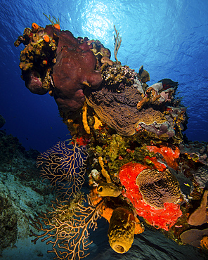 A colorful reef scene with sunburst at Cozumel, Mexico.